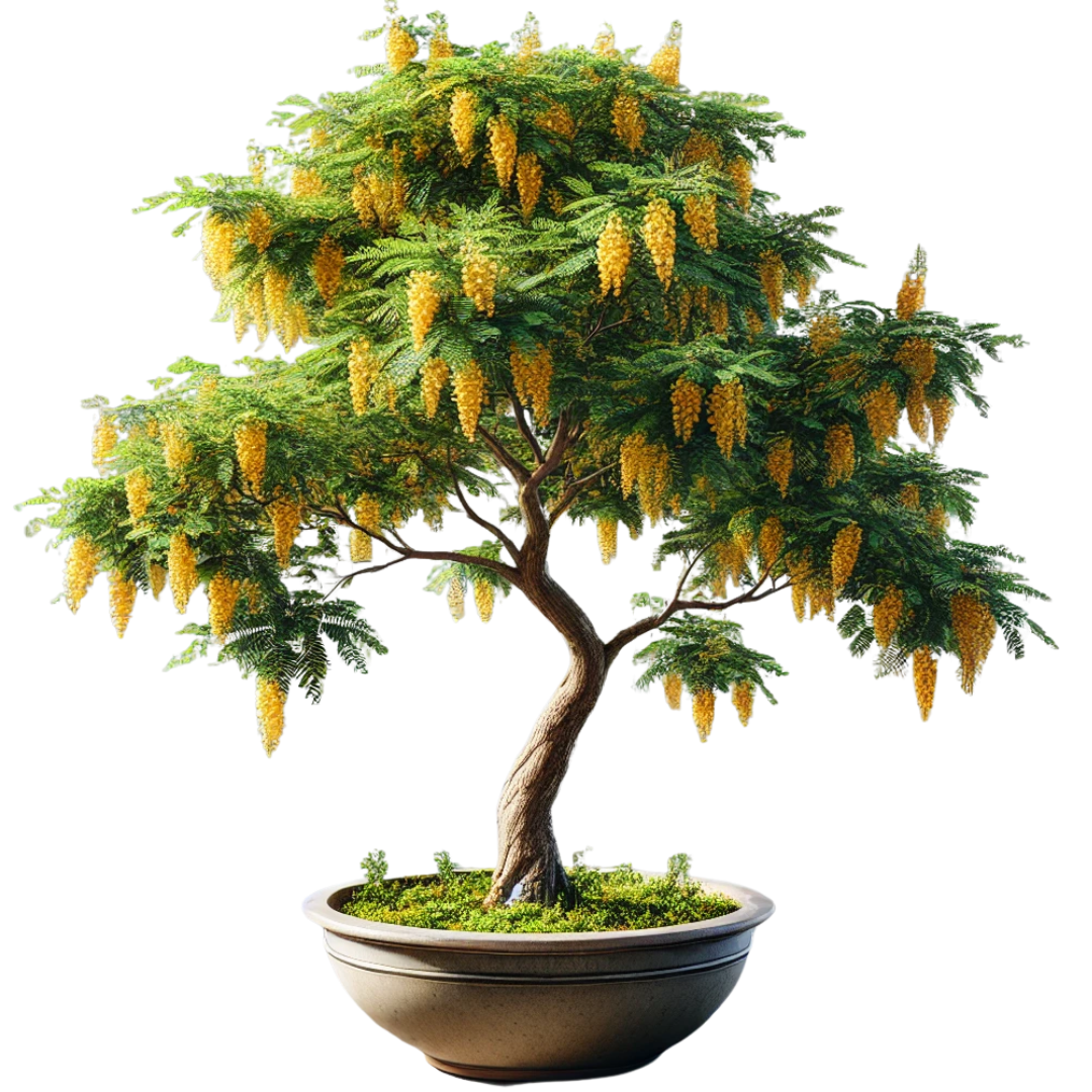Loja Acassia